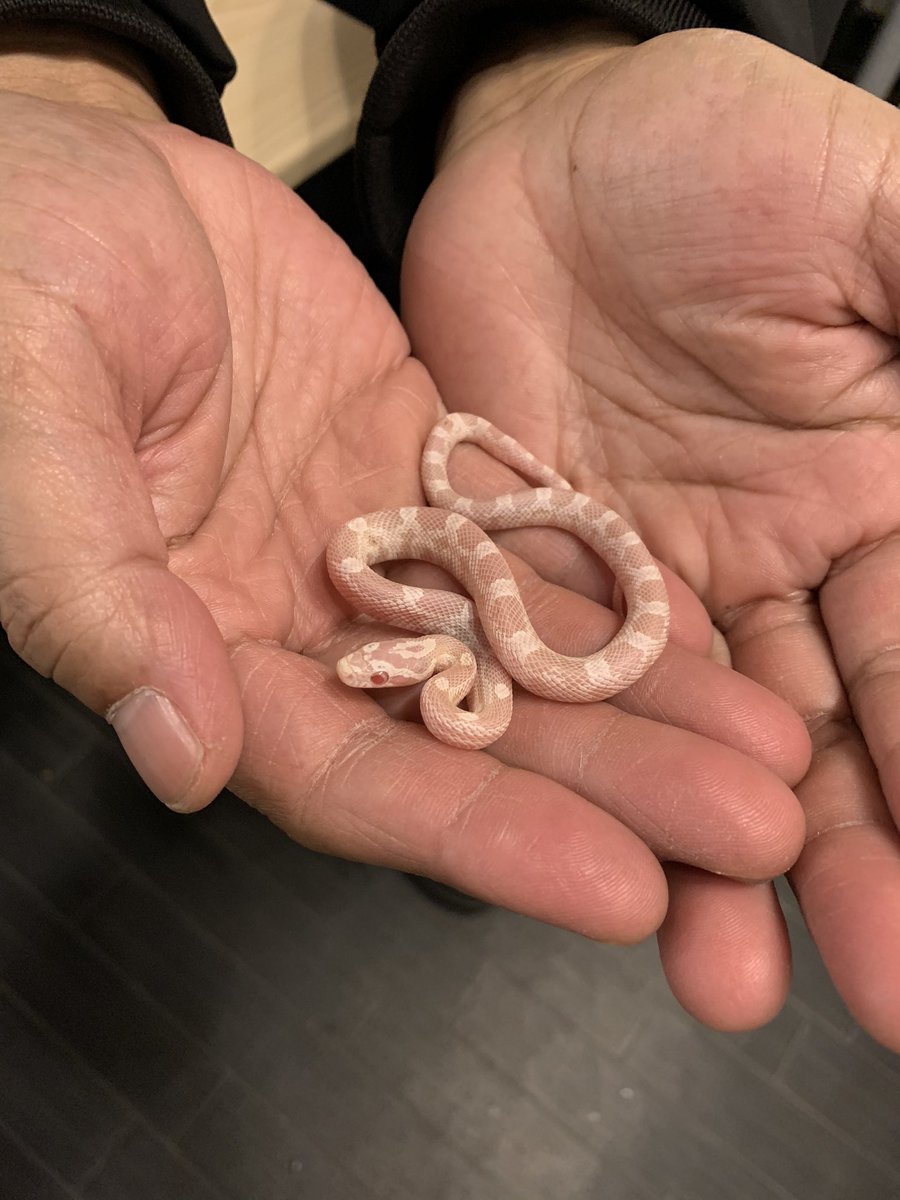 コーンスネークスノー