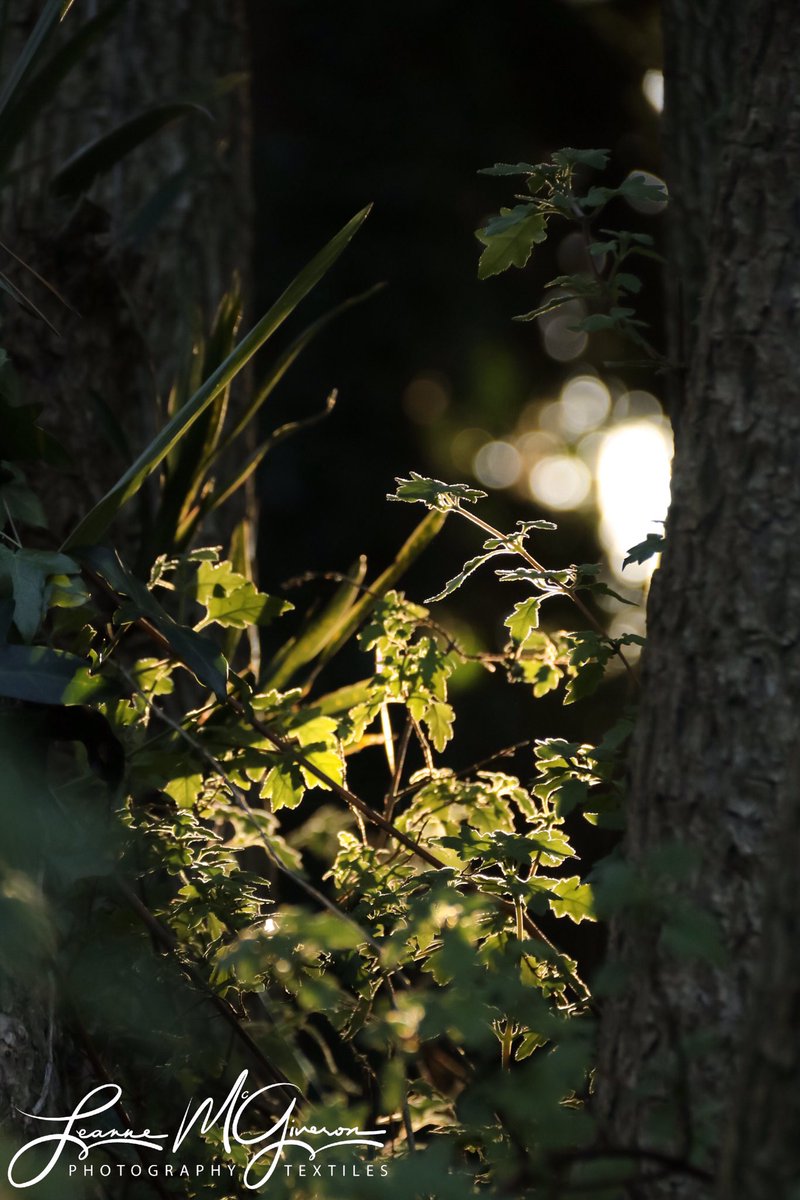 Images by Leanne tweet media