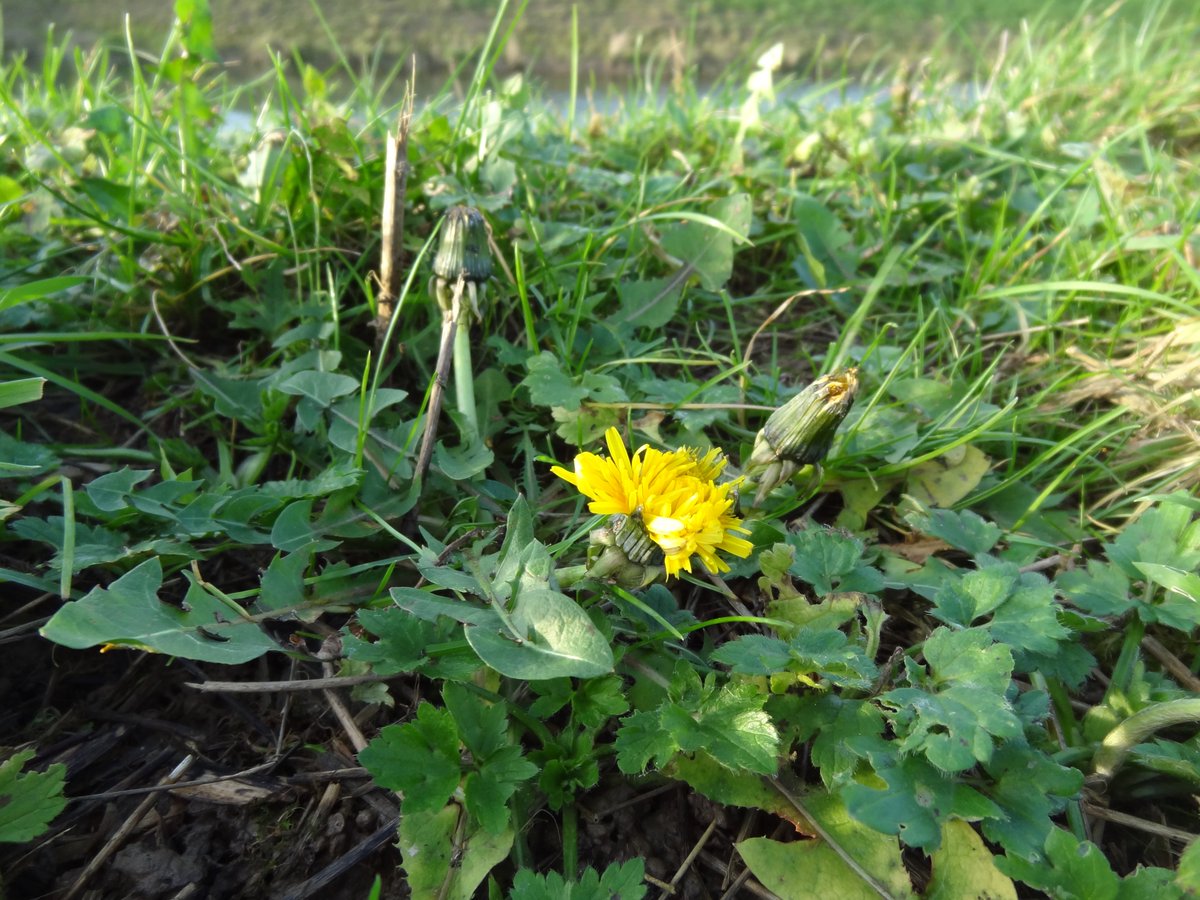 Midwinterse Floron plantenjacht in en rond voedselbos <a href="/deParkseGaard/">De Parkse Gaard</a>. Op 3 januari vanaf 14 uur. Start bij ingang aan De Park, Elst. Na een uur zoekend rondwandelen is er glühwein en warm sap aan de poel. Opgeven: info@deparksegaard.nl. Kijk ook op Plantenjacht.nl.