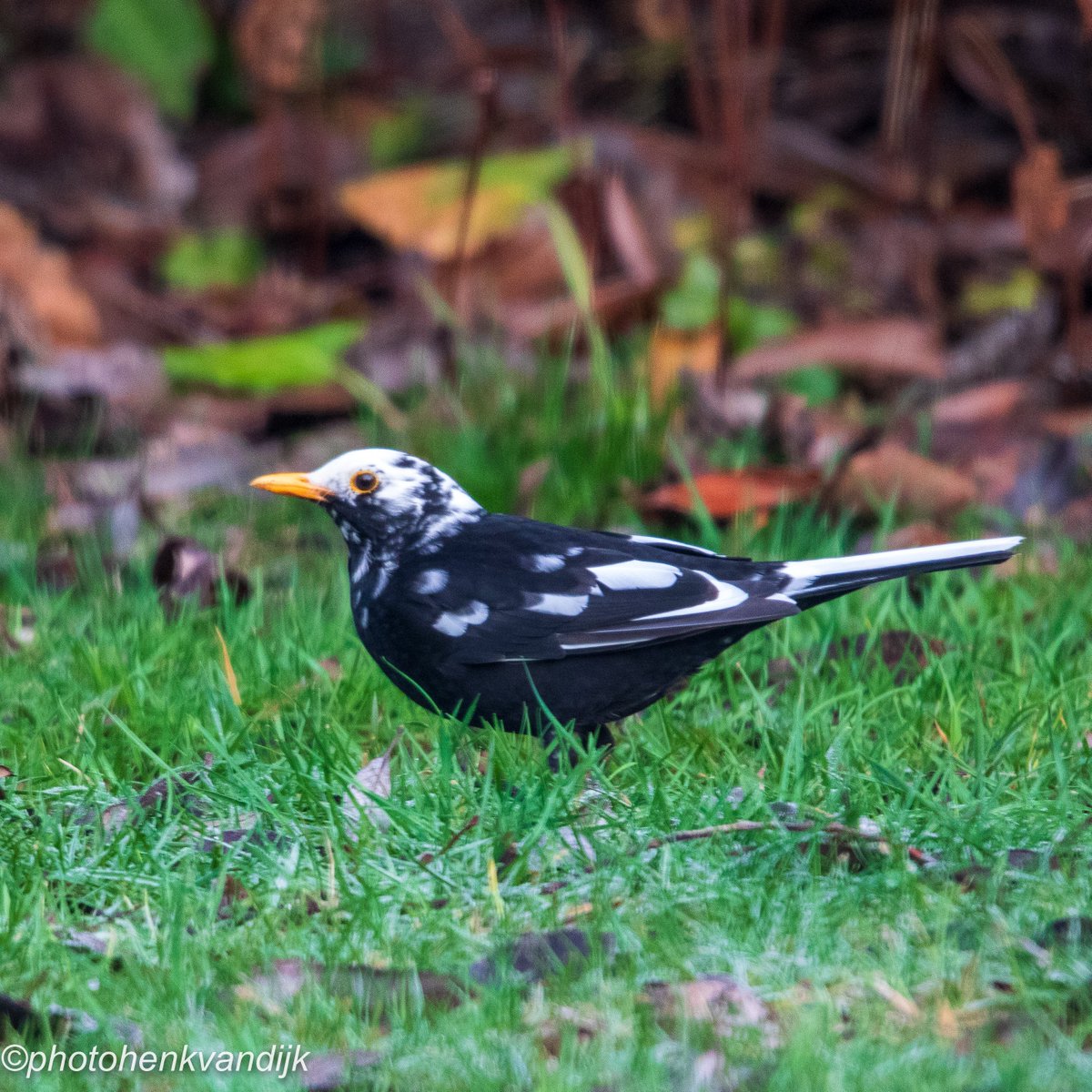 Very special! #leucistic #blackbird #merel #leucisme #paasloo #overijssel #cameraland_nl #vroegevogels_bnnvara #natuurfotografie
#vogelfotografie #vogelbescherming #vogelbeschermingnederland #vogelnieuws @vogelnieuws