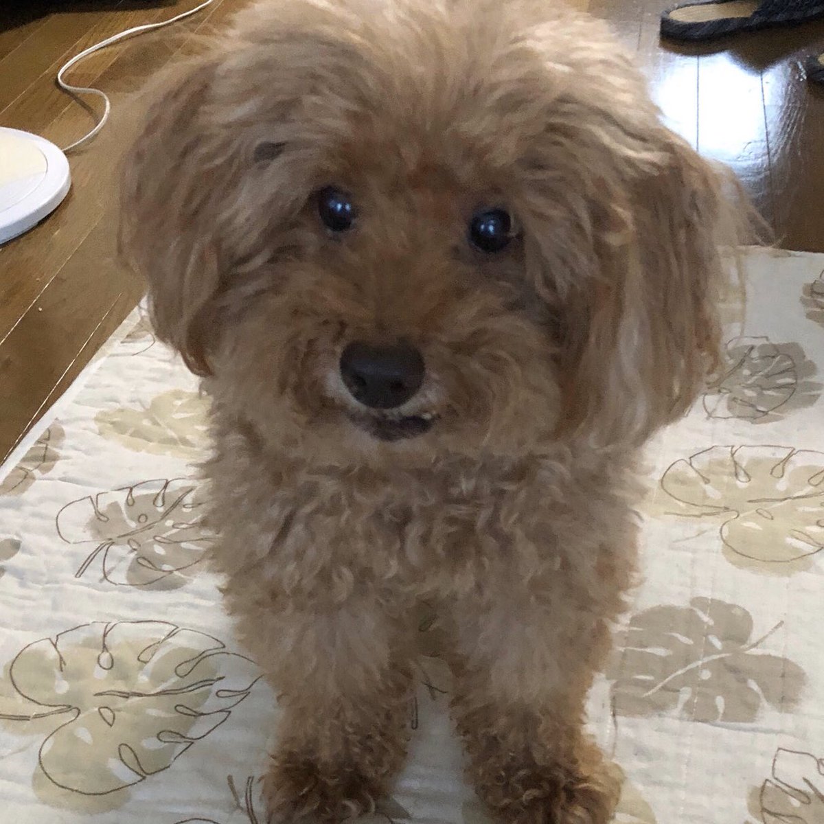 808_047's tweet photo. お•な•じ•い•ぬ

同じ犬？？？？？？ https://t.co/HlogxYkM71