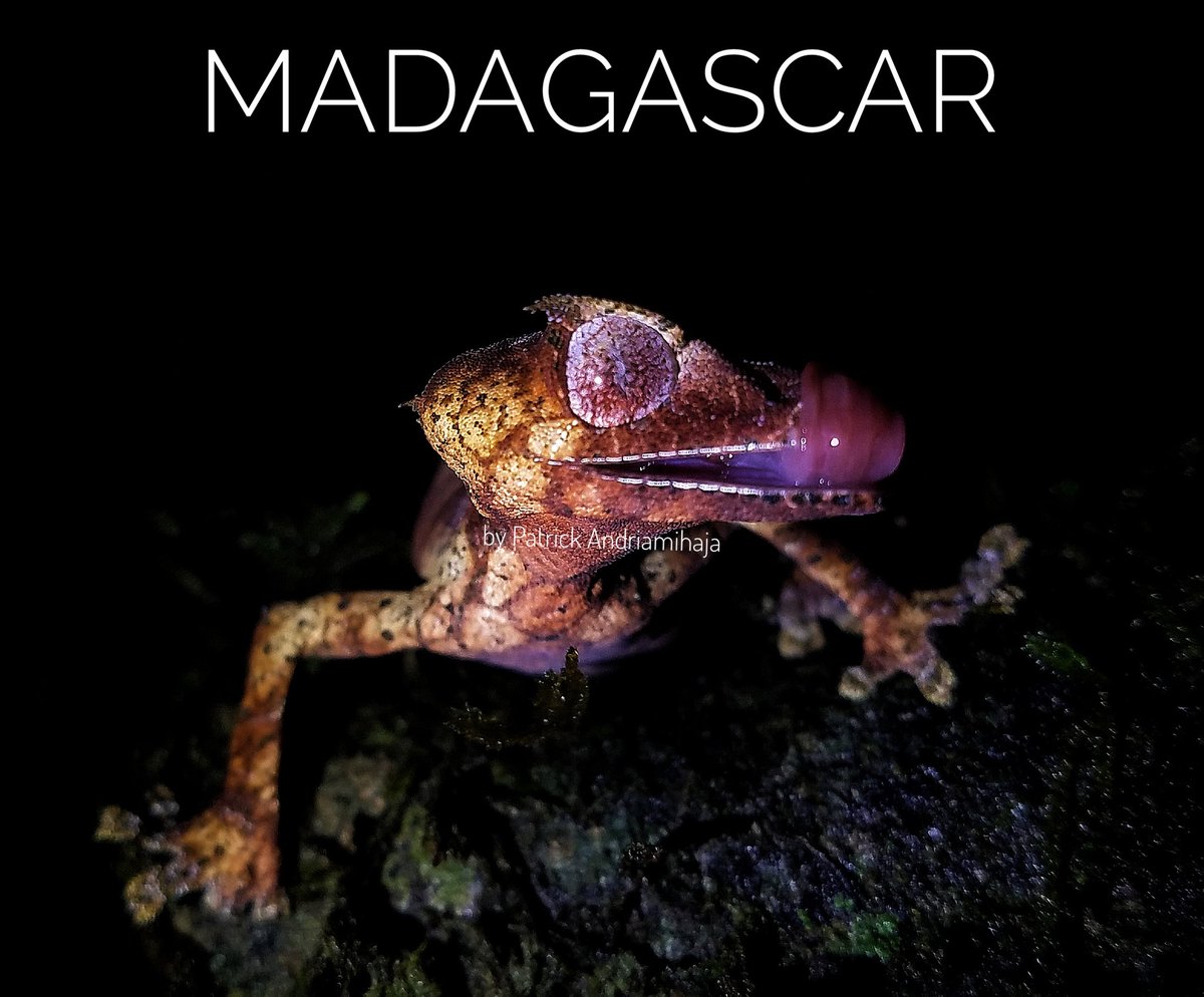 PatrickAndriam4's tweet photo. #TraveltoMadagascar
#VehiclesrentMadagascar 
#Madagaskar #Madagascar
#byPatrickAndriamihaja https://t.co/uDeRTr5A4g