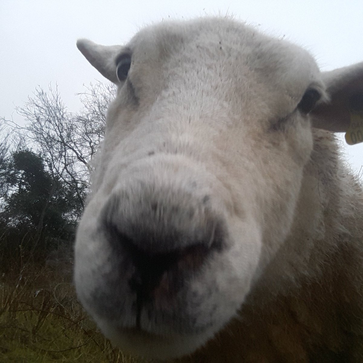 Hello there...what's happening with you today?😀🐑
#Proud_Culchie_ #irishshepherdess 
#sheepsnose #sheeparecool 
#noseysheep #inquisitivesheep 
#sheepofireland #ilovesmesheeps