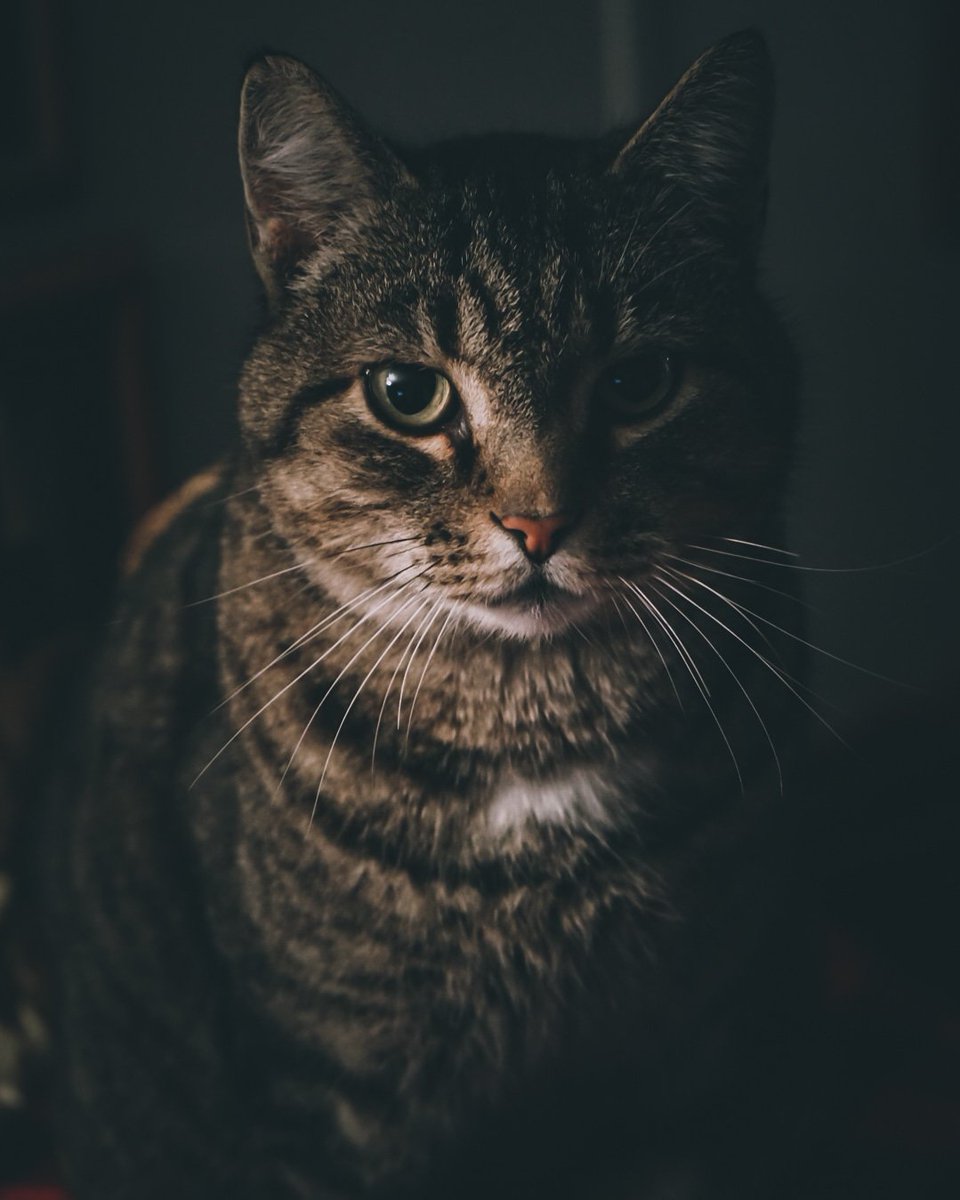 tristanculver's tweet photo. Trying some new editing style to kinda try something fresh for the new year 🤙
#photo #photography #photographer #creator #goldhour #sony #sonyalpha #alpha7ii #a7ii #sonyalphaphotos #sonyalphasclub #sonyalpha7ii #sonyphoto #sonyphotography #sonyphotogallery https://t.co/QvxdFBKyQs