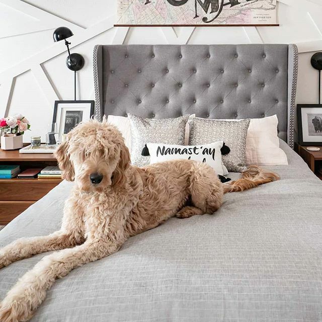 polishedhabitat's tweet photo. Who else could still use a few days in bed to recuperate from the Christmas season?
Even Gus was wiped out after enjoying lots of visitors over the last week!
#goldendoodle #heydoodlife #bhgpets #dspets https://t.co/2gSPez57jc https://t.co/gqABar18kP