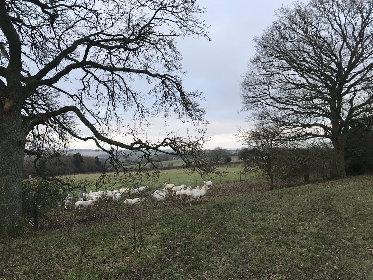 Wiltshire_lambs's tweet photo. Ewe checks in a very muddy top field in #lockeridge https://t.co/doZNWnPJr0