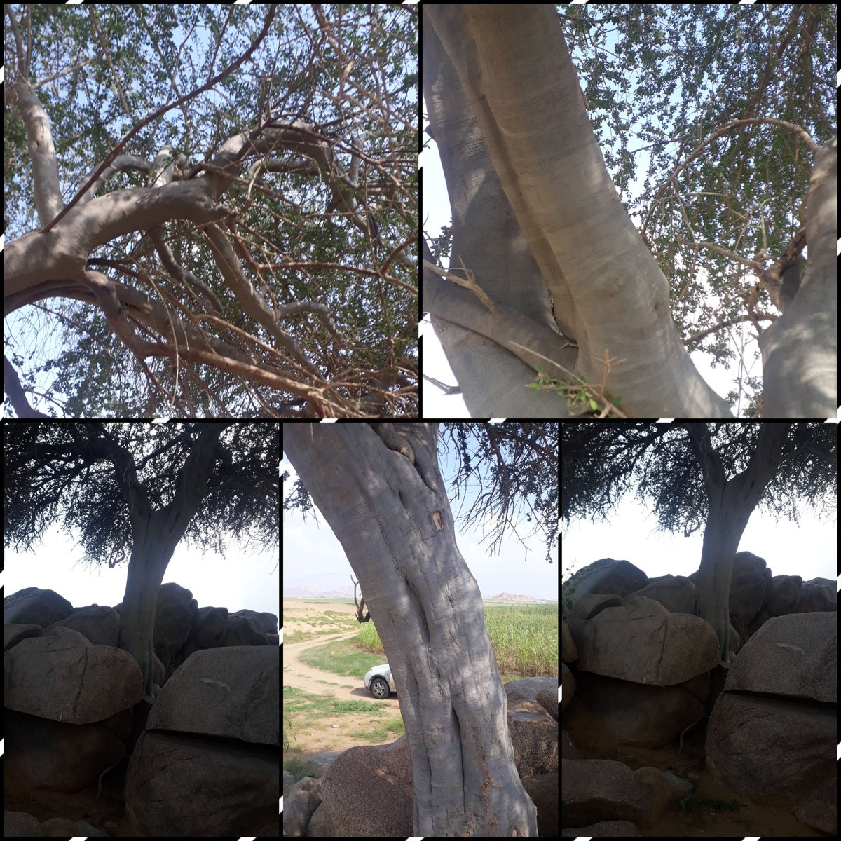 شجرة النيم في العراق