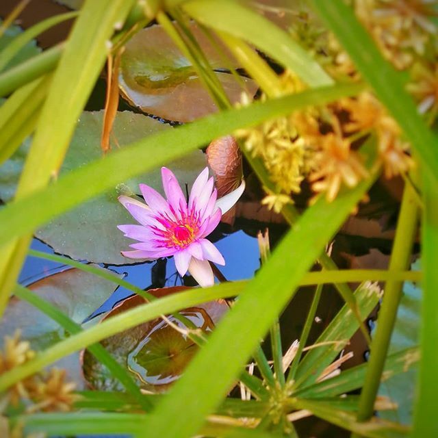 JesseDPhoto's tweet photo. Lirio #lily #nature #flowers #purple #green #instapic #jessedphoto https://t.co/1FuAQfcNtc https://t.co/W3ZOeXOibG