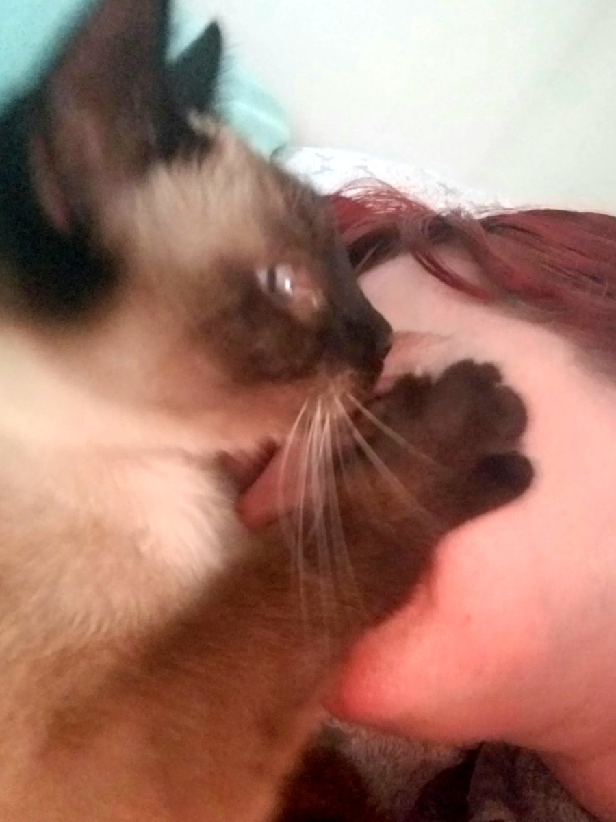 GeekyElfGirl's tweet photo. Someone missed me. #mamasboy #Percycat #TaliesinPercivalFredricksteinVonMuselKowalskiFitzwilliamDarcyTheFirstofHisName https://t.co/oVQfEqw8AI