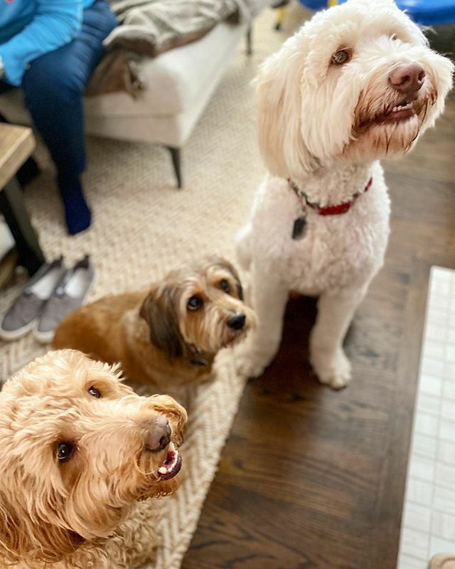 2 Doods and a brown dog ❤️🐾😆 #cousins #thecutest #puppers  #mostwonderfultimeoftheyear #sweetboy #sweetgirl #christmasdoodle #chicagodoodles #minigoldendoodle #christmas2019 #goldendoodle ift.tt/352CW9v