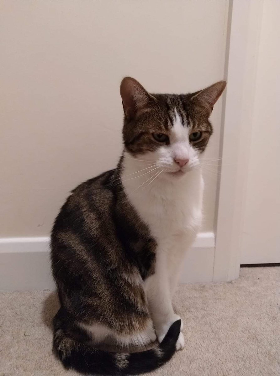 purgstallheath's tweet photo. Dear Northamptonians, especially in the Hunsbury/Pineham area, have you seen this cat? Ambrose is 11 years old, and while he's always been an adventurer, he hasn't come back for food for three days now, and we're very worried about him. #Northampton #Missing https://t.co/gqCPx4q7fL