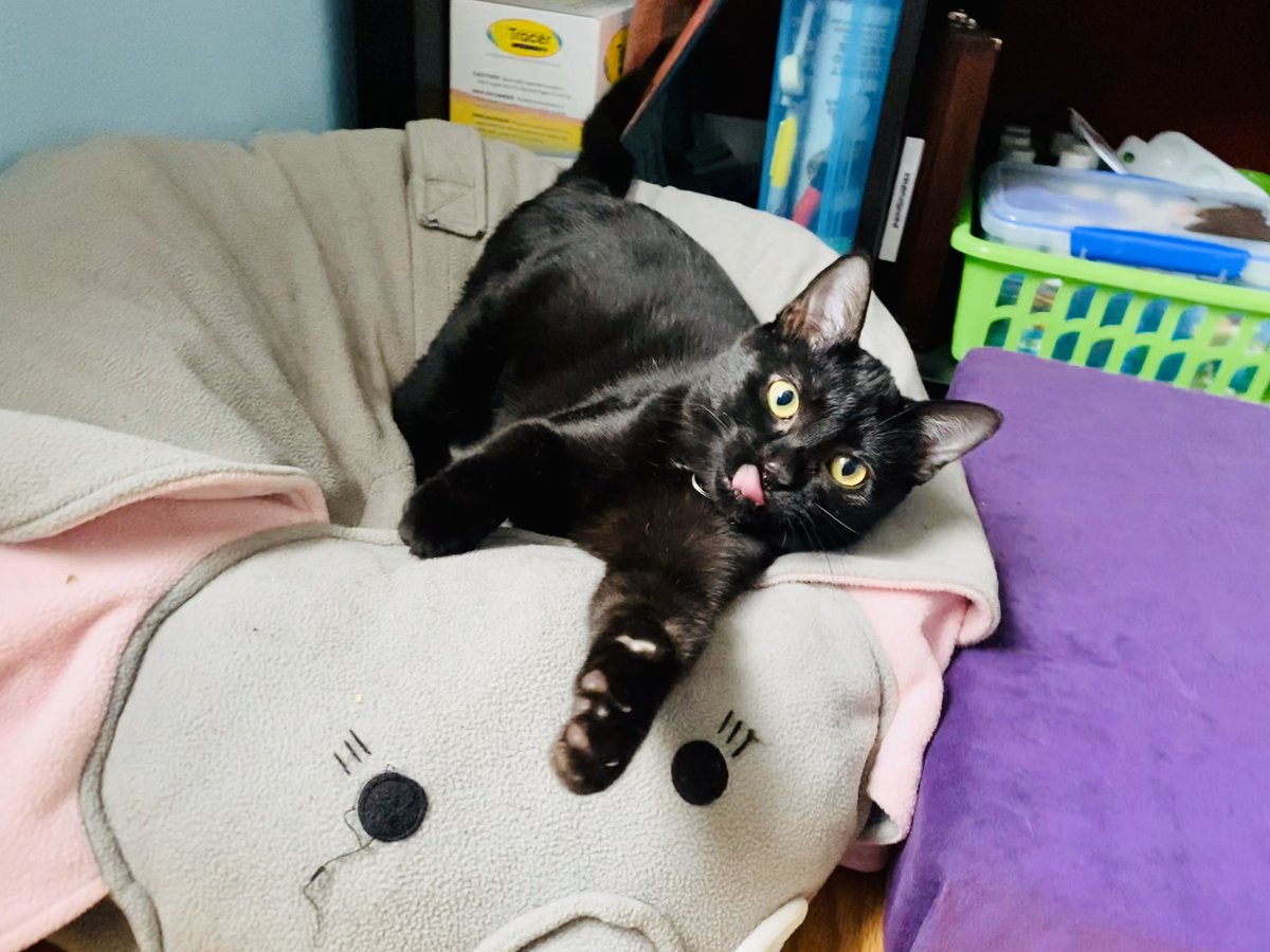 SuperNat024's tweet photo. Ferris Mewler 
#babycat #blackcat #blackcatsofchicago #tinycat #sleepycat #formerferal https://t.co/K9mmhYC2Kz
