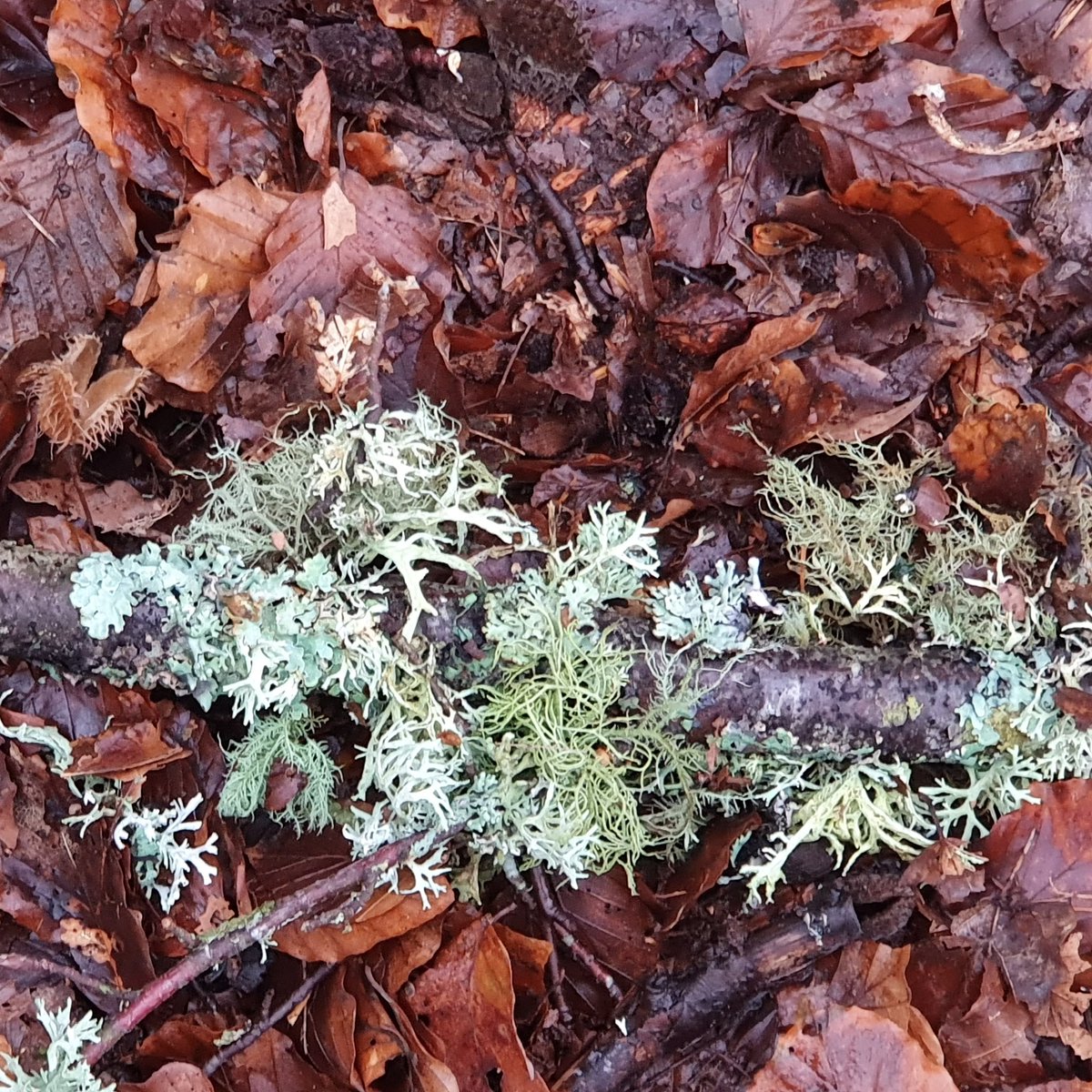 JackyP599's tweet photo. Lichen and leaves.
#coloursofscotland https://t.co/J5HjZIzORT