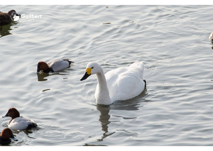 白鳥のtwitterイラスト検索結果 古い順