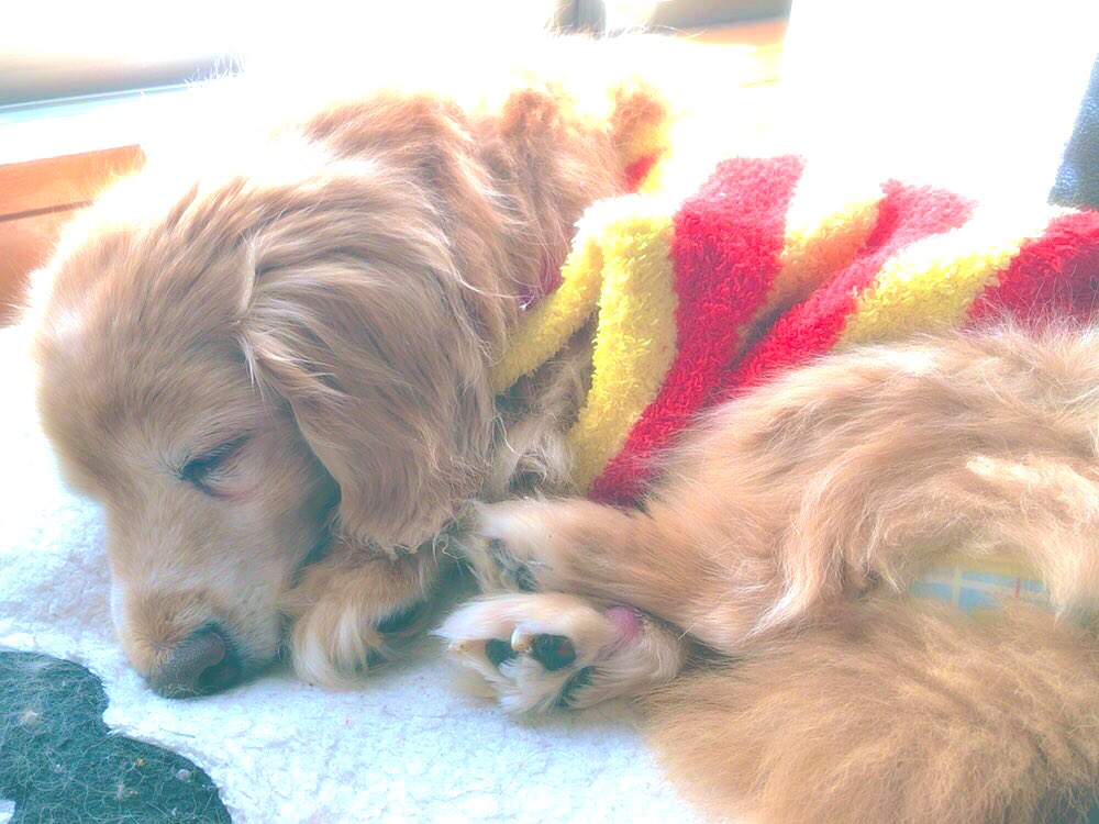 Ai 今日仕事行く前にぐーすかぴーたろうのレモン撮ったんだけど 鼻が曲がってる いつも熟睡してる時この犬 鼻曲がってるんだけど大丈夫なのかな