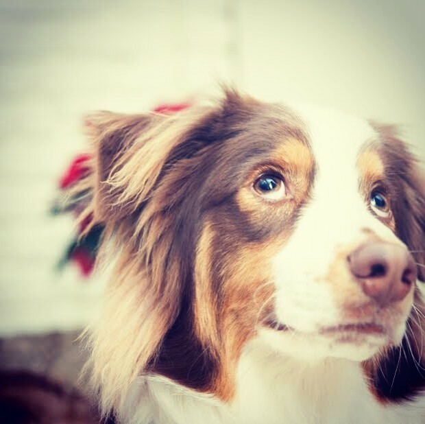 Pretzel18598417's tweet photo. What is my 2020 goal?🤔 O
#aussie #aussies #aussielove #aussielife #australianshepherd #australianshepherd_feature #dogscorner #australianshepherd_corner
#australianshepherds_ #australianshepherdlovers
#aussiedoglovers
#australianshepherdworld #dog_… https://t.co/sa3Sb2Zpbh https://t.co/HiJAbtCg4g