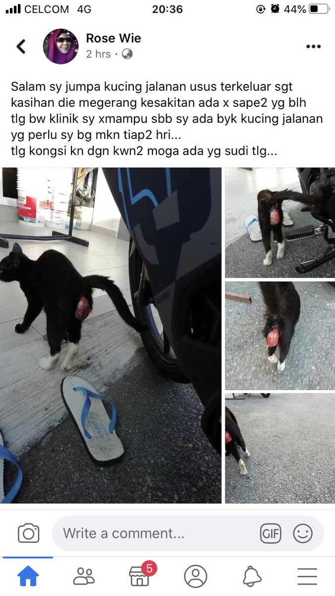 pyon2 (@NurulAt10591329) Twitter - klinik haiwan jalan kucing