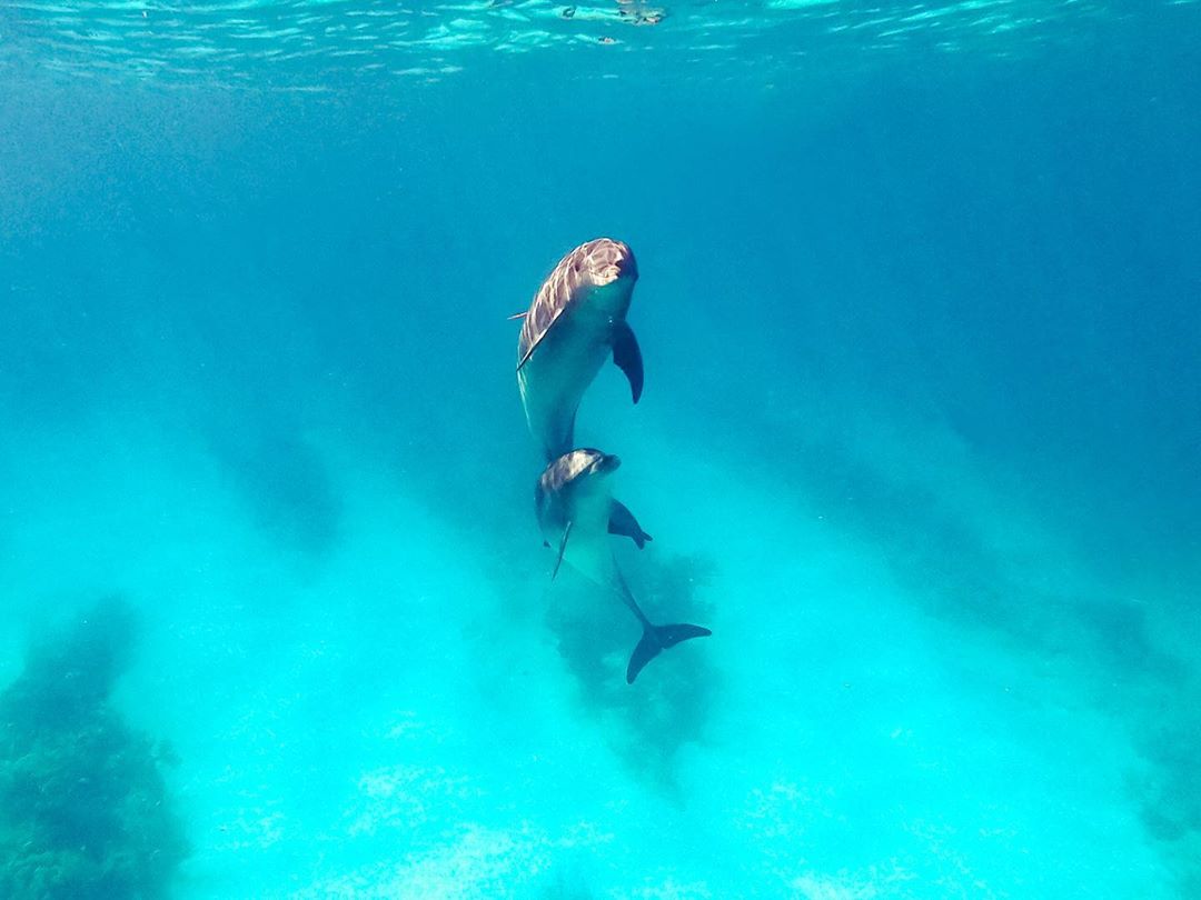 TCITourism's tweet photo. Happy Holidays from our friends down in the Turks &amp; Caicos💙 
📸@clubmedturkoise
#TurksAndsCaicos #TCI #BeautifulByNature #SisterIslands #Eco #Oasis #Wanderlust #Dolphins #Relaxation #Good #Vybes #CrystalClear #Turquoise #Paradise #BestBeaches #WhyILoveTCI https://t.co/C24bRbxqDc