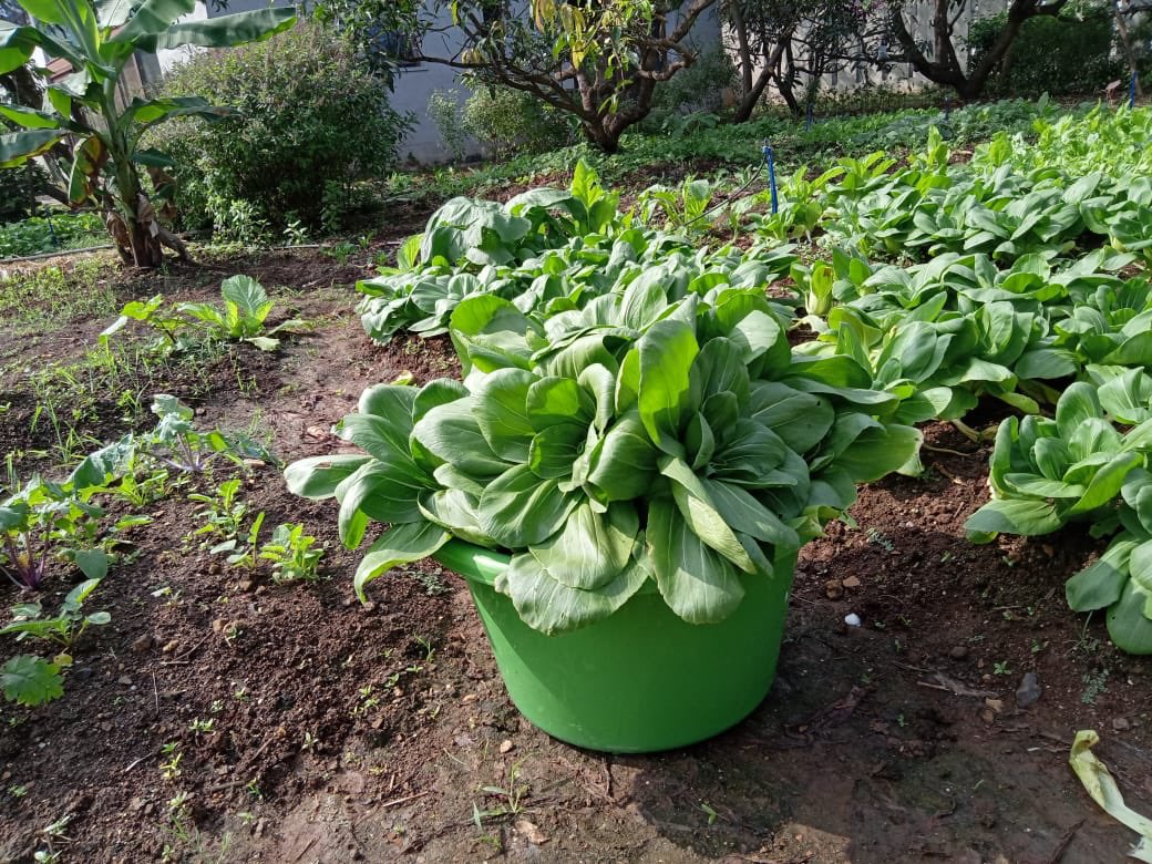gauridetails's tweet photo. So excited to share that we’re now growing chemical free pak choi on #thetablefarm and this time we have enough so we can take orders too! @TheTable_Colaba #farmfresh #chemicalfree #farmtotable #eatyourgreens 🌱 https://t.co/TZXcqBIFGO