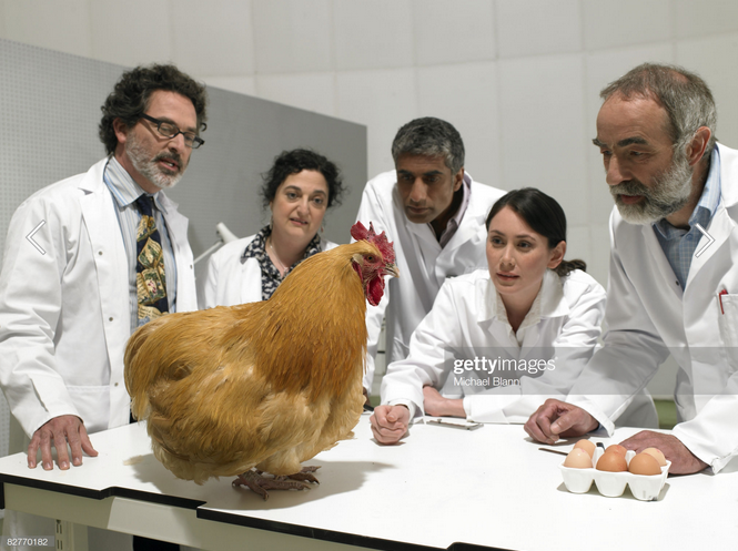 Five scientists in lab coats are looking intently at a chicken