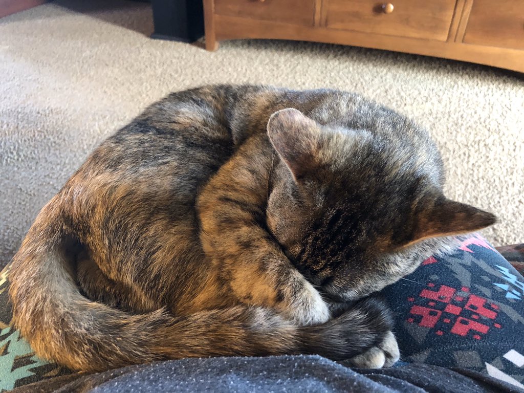 Happy #Sunday no #catboxsunday for me..I’m sleeping on moms lap ALL day. Have a great #SundayFunday #CatsOfTwitter #TabbyTroop #torbietroop #myfavoriteplace