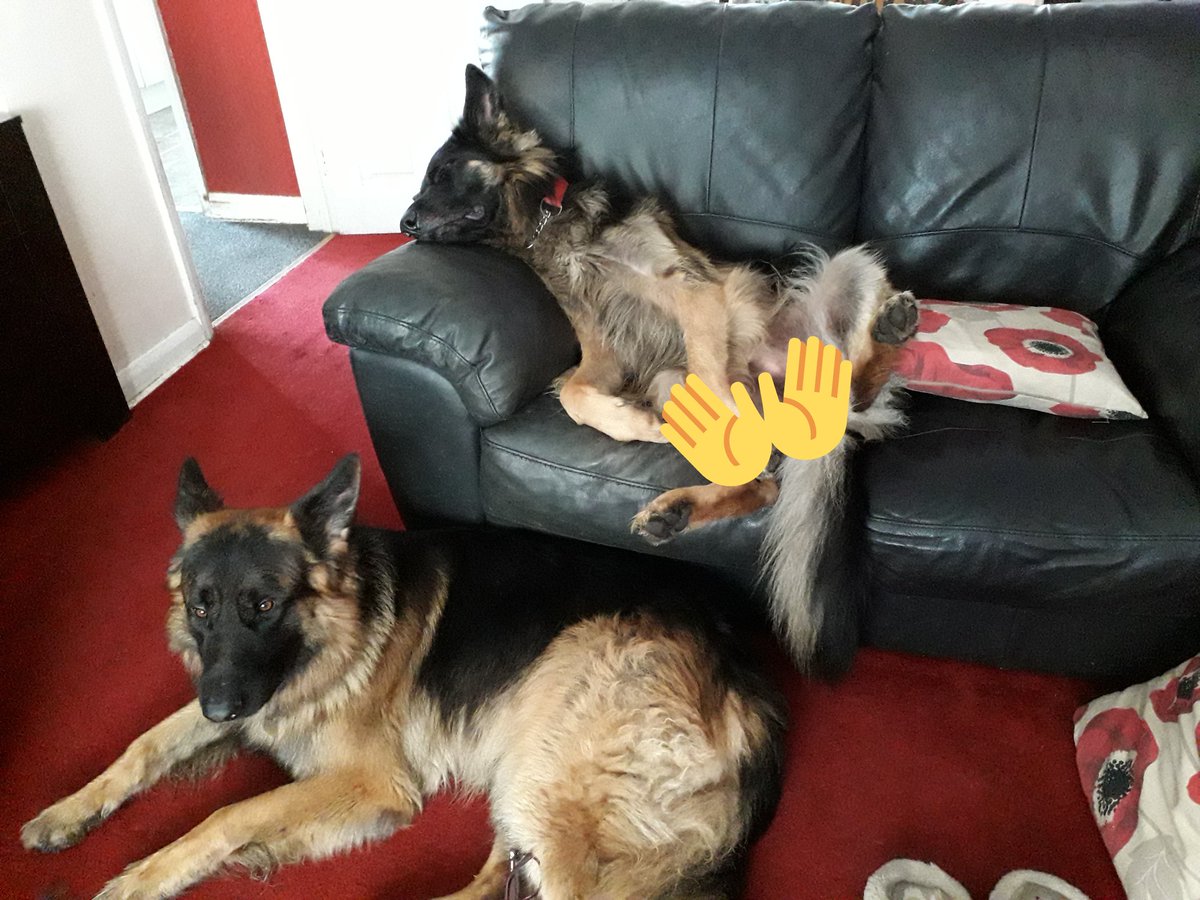 Bluesmummy's tweet photo. Well, it is Sunday, time for chillin #bitscoveredformodesty #letemhangout @OceantheGSD @SolartheGSD 🐾🐾 https://t.co/9L47naVndP
