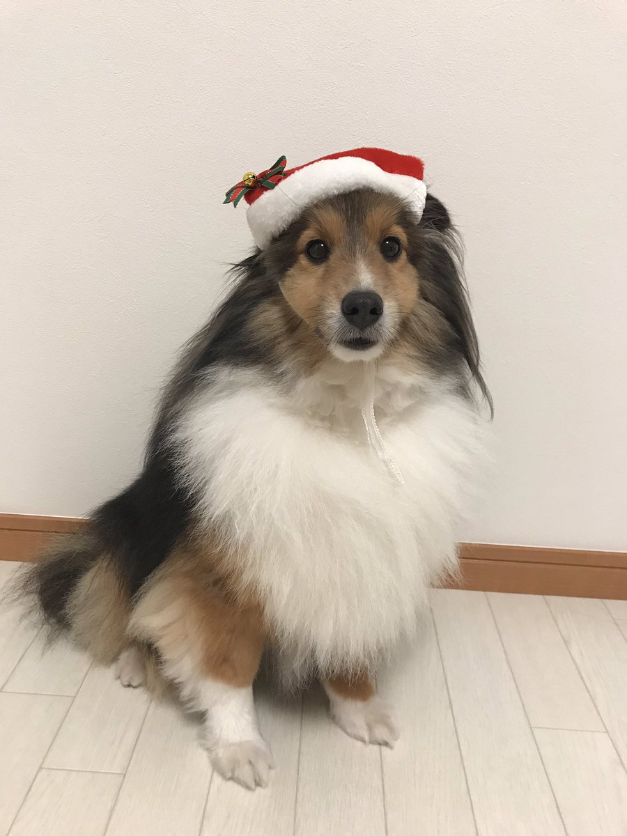 Sheltie_1128's tweet photo. 今年はペンプーでXmas過ごせて幸せいっぱい🌲💕
あと何回HSできるかな…
12/31~1/4まではグリフォンのカルビくんが来るよ〜学校のイッヌと年越し楽しみ〜
#シェルティ https://t.co/kQbvgOQuVb