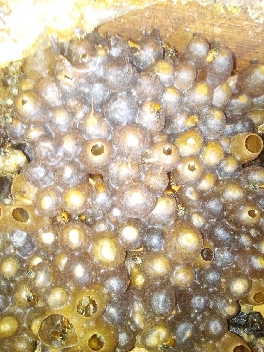 Honey stingless bee sarawa