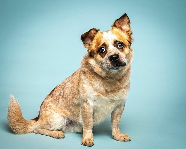 MichaelBagley's tweet photo. Joey. He’s a special little man looking for his forever home. He lived with what he thought was his forever family for many years, but circumstances changed and now he’s searching for his second act. Joey is a little scared of the world and likes to warm… https://t.co/ImMW9Mlkud https://t.co/F5gmm5rQOp