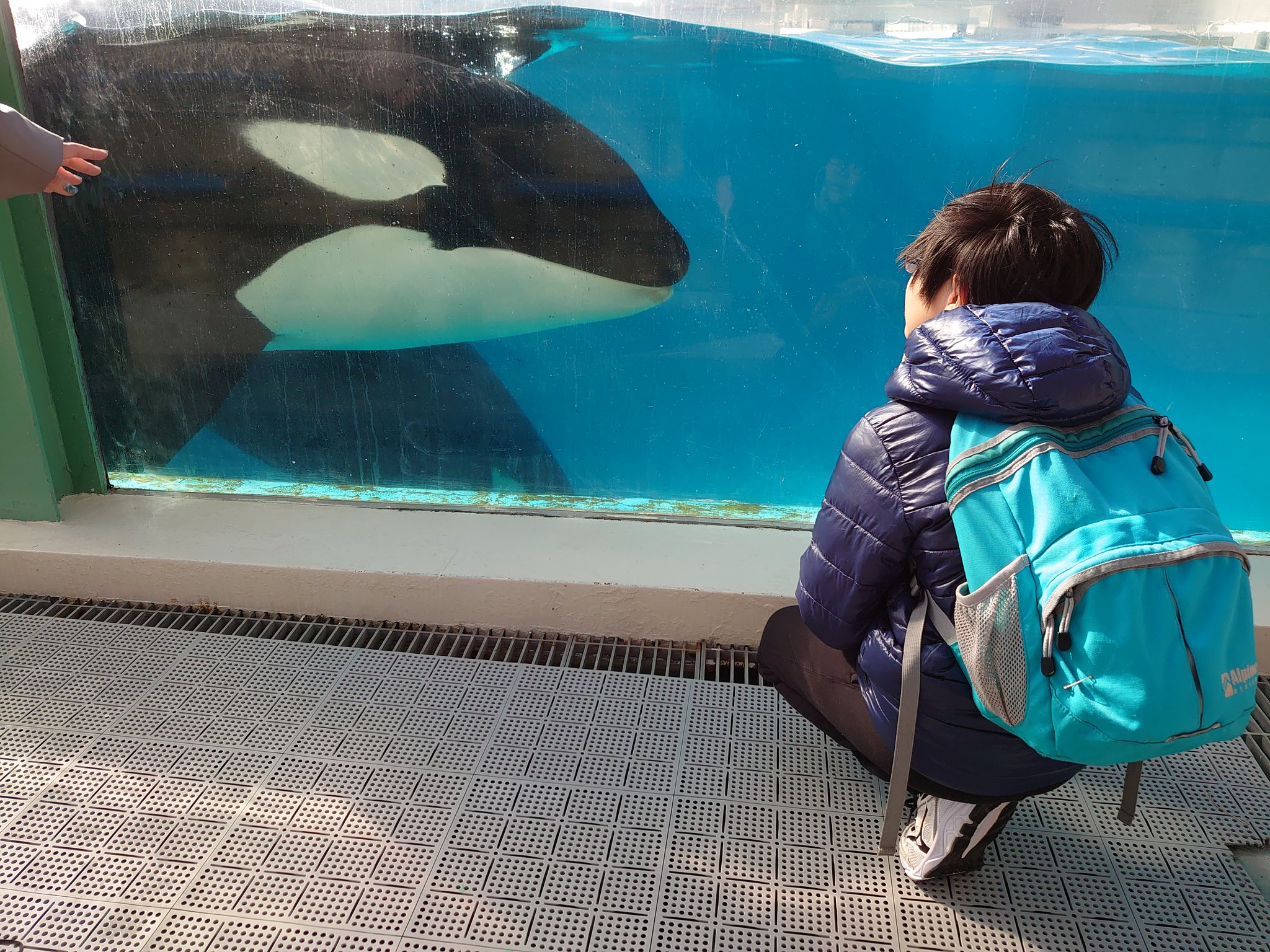 シィ 今年の２月 初3人旅行in八景島シーパラダイス 夏休みにはうみの杜水族館 そして先日は 鴨川シーワールドへ 新幹線と電車とバスで約５時間 シャチとシロイルカに会うために 2人とも頑張った T Co Mwdxocwxpd Twitter