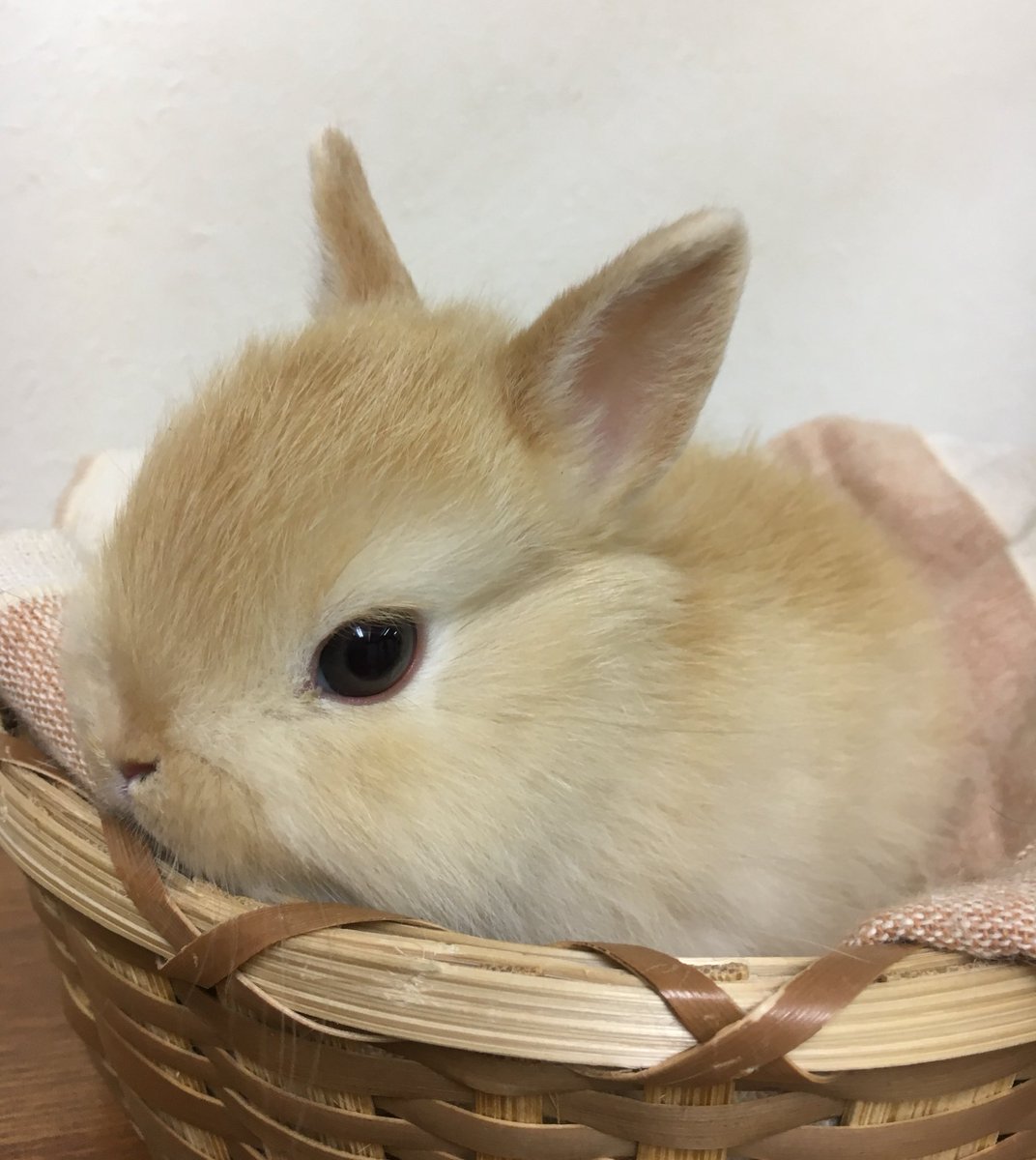 うさぎカフェchocolate Otter 子うさぎ店頭販売 新しいおうちが決まりました ネザーランド オレンジ ホーランド フォーン 明日が最終営業日 1月5日までは7羽揃っていますので ご覧になってみてはいかがですか うさぎカフェ