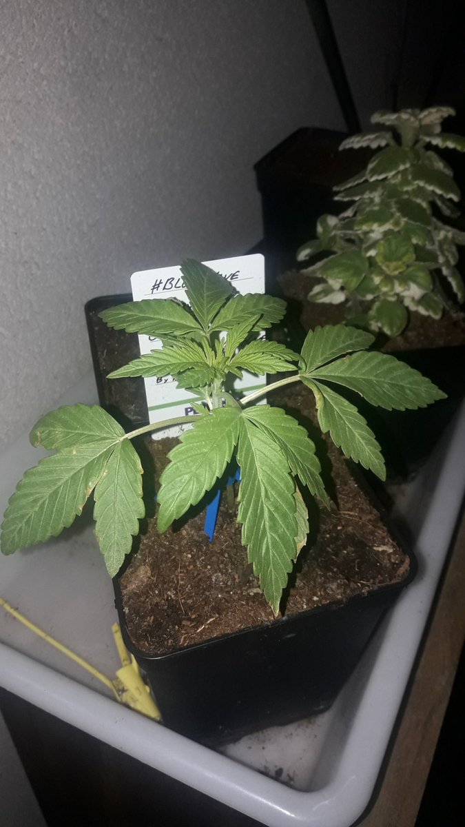 AdrycManellson's tweet photo. Mirad un #TimeLap sobre #BlueWave #NuevosProyectos @GreenbudSeeds #AdrycsCove #OutDoor #Aclimatando 04°, 12°, 10° ahora mismo Amig@s,
Aguanta Brava Frío y Viento 😍.
Es que con #Amor todo funciona y aquí #WeLoveThatWeDo 🧚♂️😎 #SailingTheGreenSea⛵ #MarcandoTendencia
#HempIsLife https://t.co/iWKWNVVaBY
