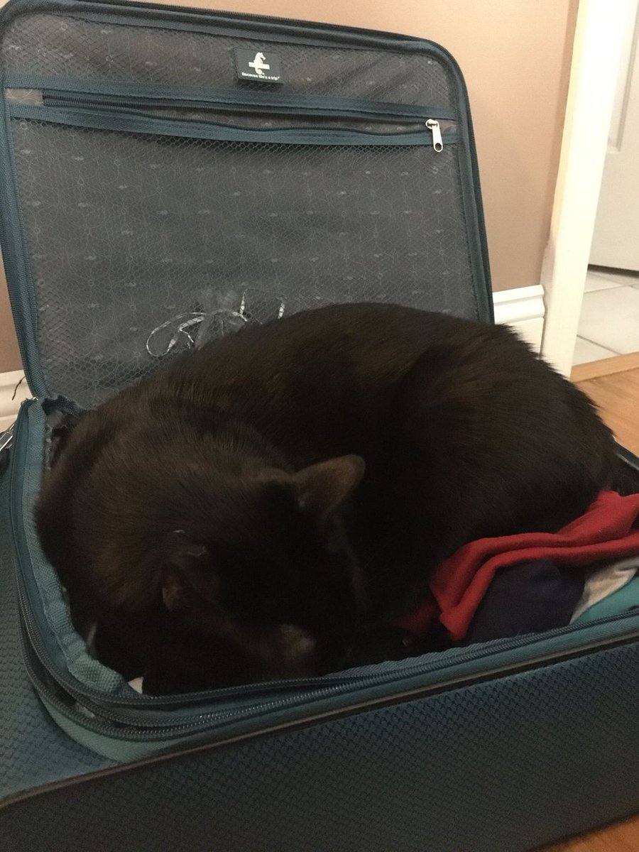 Hooman, wait, I’m coming with you! Is it okay if I sleep on the way? #Zzz... ~Nikolai 🐾🖤💤😴🧳 #CatsOfTwitter #BlackCatsOfTwitter #BlackCats #CatsInTheWay #TravelingCat #HousePanfur #Panfur #PanfurSquad #SleepyKitty #BlackHolesOfTwitter #CatEyes #BestCats #SundaySnooze #Sleepy