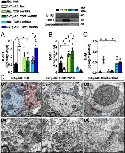 Nereide's tweet photo. @UCIrvine #biologists made a major finding on combating inflammation linked to #Alzheimer’s d.
@UCIBioSci researchers’ discovery, abt the role of #protein #TOM1, heralds a shift toward examining the molecular underpinnings of Alzheimer’s processes.
Paper: https://t.co/OJijoUn04J https://t.co/v0BjW3QYuC