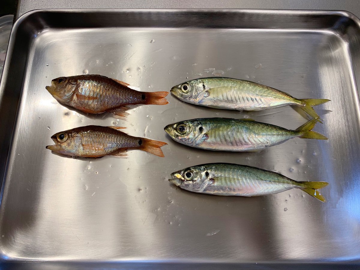 熱海海釣り施設釣果
7時～12時
アジ×3
ネンブツダイ×1

周りでも小魚とデカウツボ以外見ませんでした☹️
ところで小さい…細い…🙄