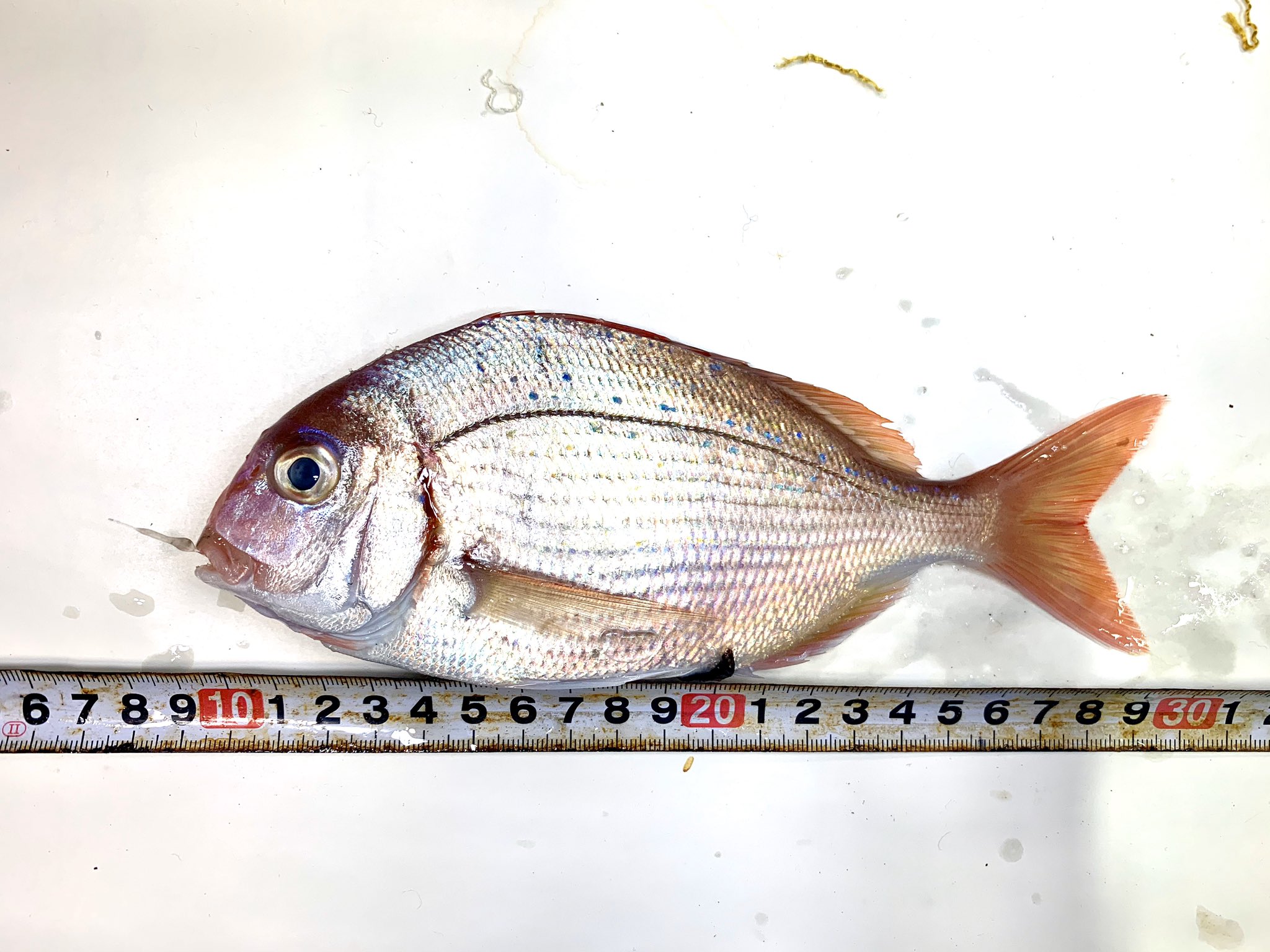 西野勇馬 深海魚ハンター 今回のアマダイ船では新魚種を大幅に増やすことが出来ました まずは 332種類目 カイワリ 333種類目 ホシヒメコダイ 334種類目 チダイ 335種類目 アミウツボ です T Co Fogfkm1li0 Twitter