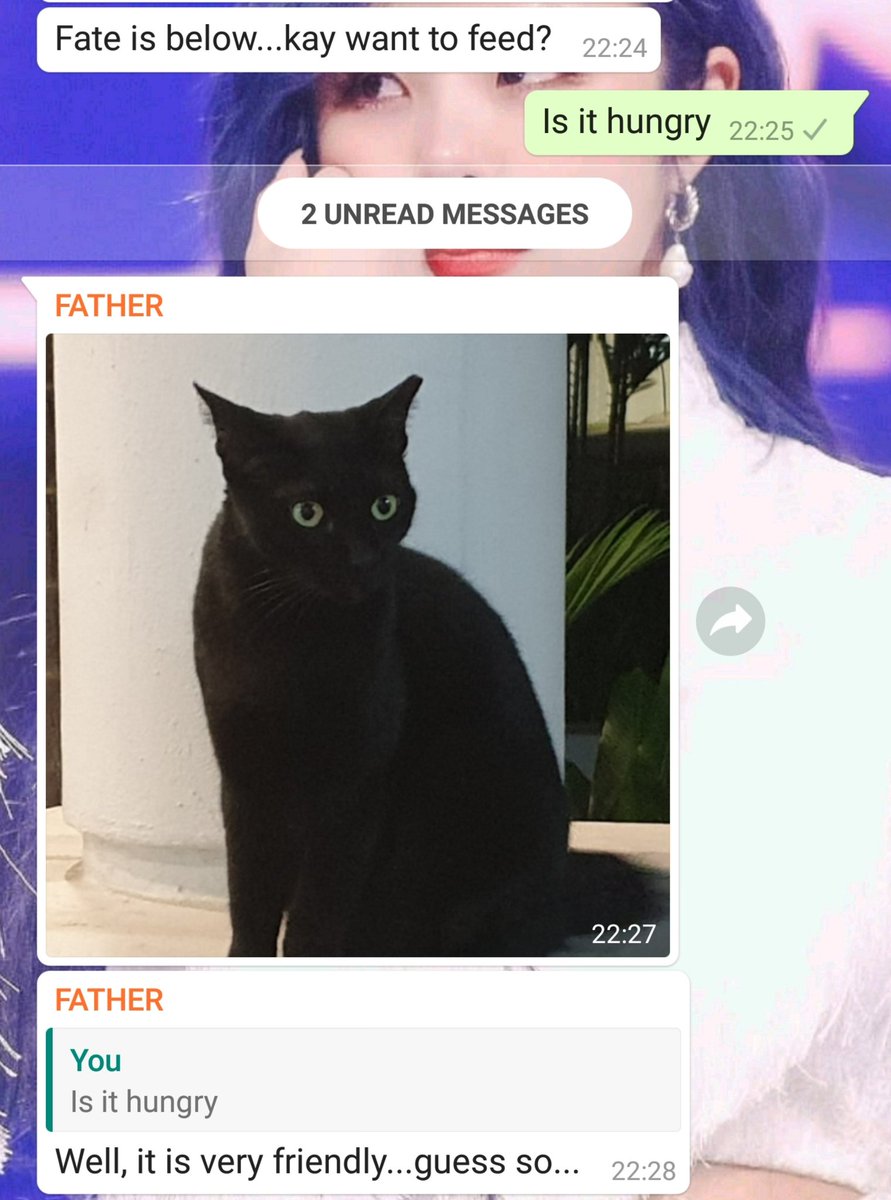 LamYanKay16's tweet photo. OMG THEYRE ALL BACK all cat feeding back to normal

Meet Fate lol... Im so glad she's back i thought she was in an accident or smtg https://t.co/ehlfBbSIjO