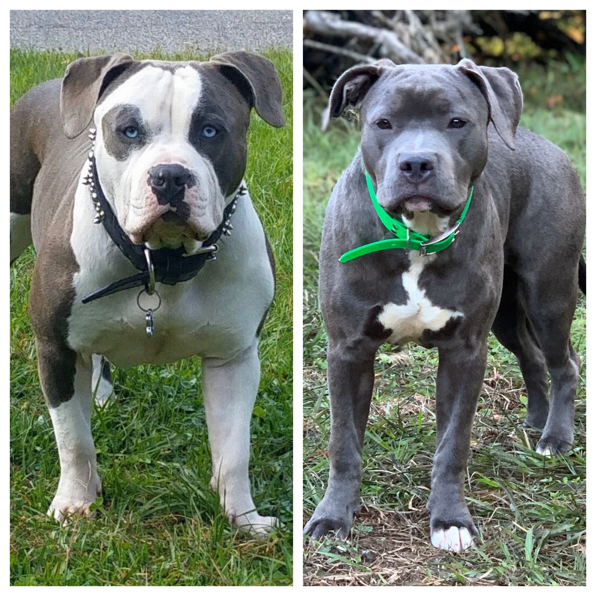 kc_2_smooth's tweet photo. Cash has done it again!!! Cash x Kora
‼️PUPPIES ON THE WAY‼️ Due February 3rd
Papered, nice size, great temperament, beautiful colors, intelligent, loving, etc #RoyalLifeStyle
If interested Inbox 📨 me https://t.co/G1lsqz2JFL