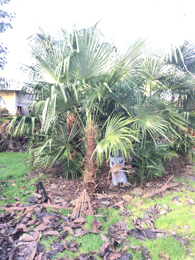 JmC4c's tweet photo. Trachycarpus #kuamon 2014 vs 2019 https://t.co/3bl17c5kKU