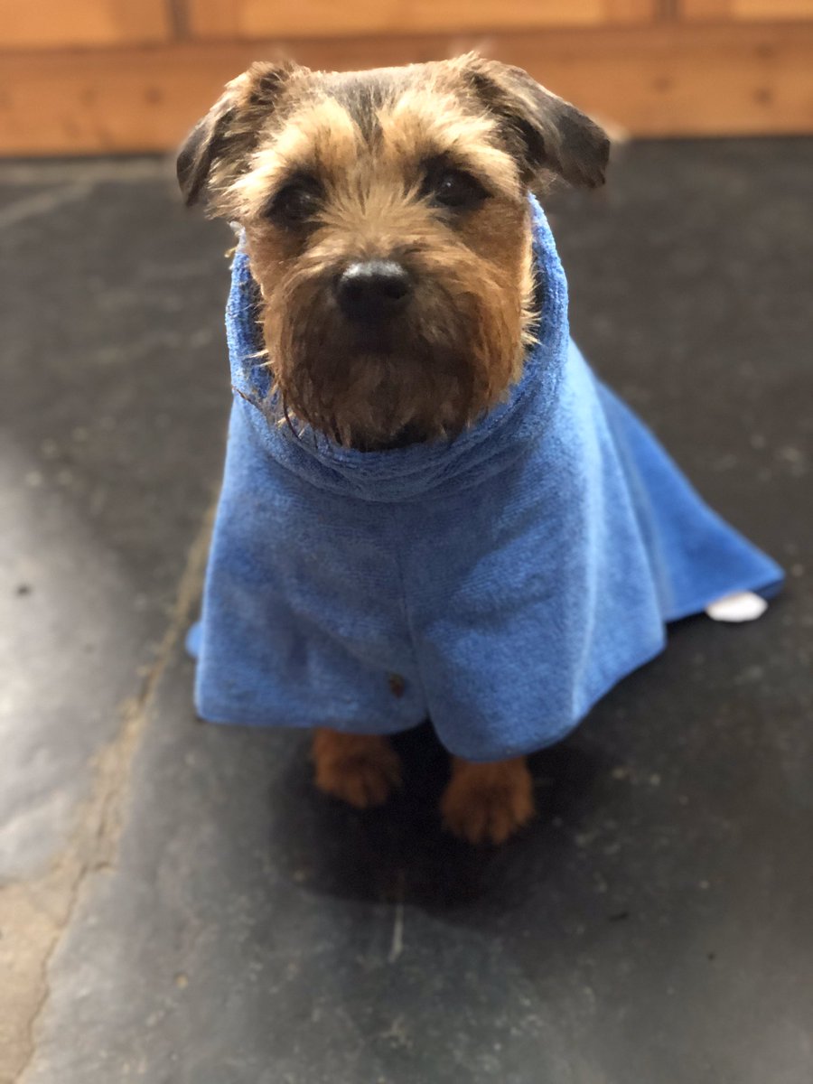 PoppytheBT2's tweet photo. We both rolled in something disgusting yesterday so had to have a bath. https://t.co/vx0ZYkQaEH