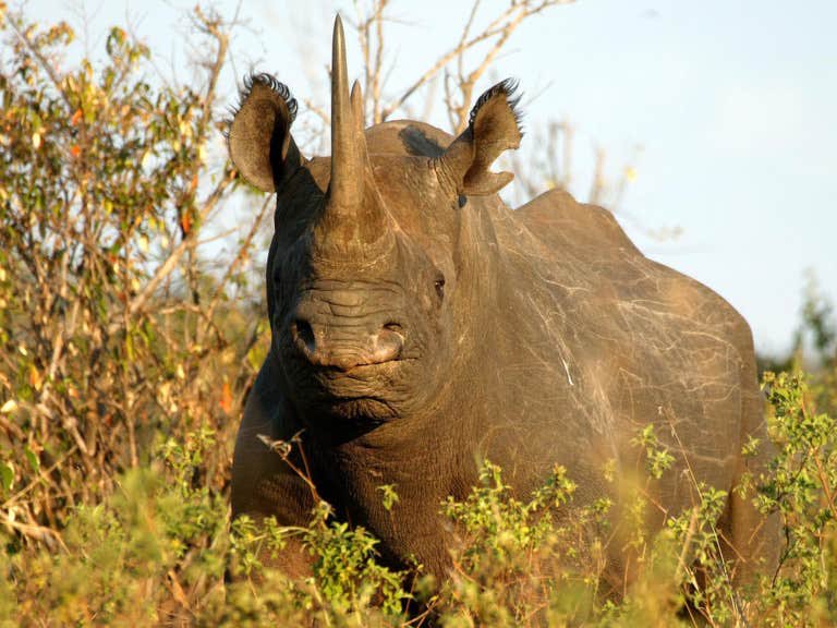 Animal_Watch's tweet photo. #RIPFausta
World's 'oldest rhino' dies at 57 https://t.co/oZ6kobuo62 @MayaOppenheim @Independent https://t.co/oaowIItCEp