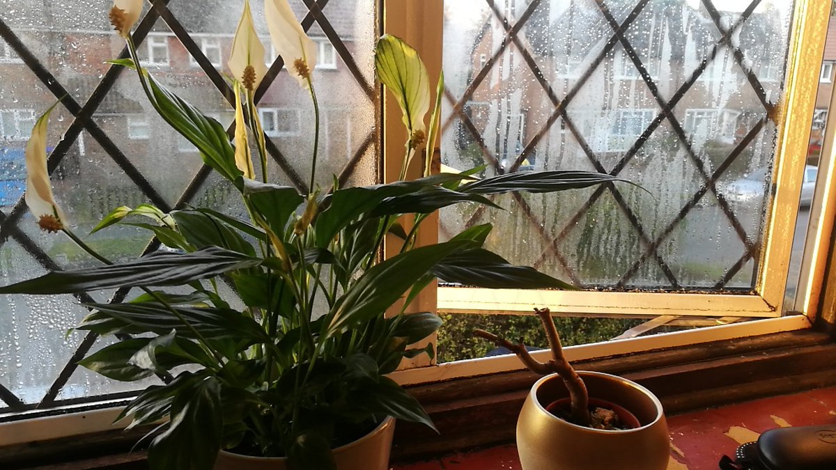 Introduced another member into my slowly growing collection. Thanks <a href="/BotanyRNG/">Alastair Culham</a> for introducing this one to me.