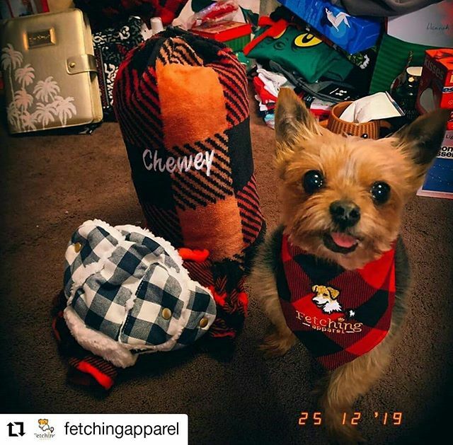 Kcraigoo3's tweet photo. #Repost @fetchingapparel
Little Chewey a happy camper in his Fetching bandana! โฅ๏ธ๐คโฅ๏ธ๐ค Thanks for posting, @hope.copley96!
๐พ๐พ๐พ
...
#buffaloplaid #doggiebandana #littledogsofig #fetchingapparel #gogetit #yorkie #yorkielove #dogsarefamily #spoilmydโฆ https://t.co/SdSMz6XDRd https://t.co/k6zab4sO1I