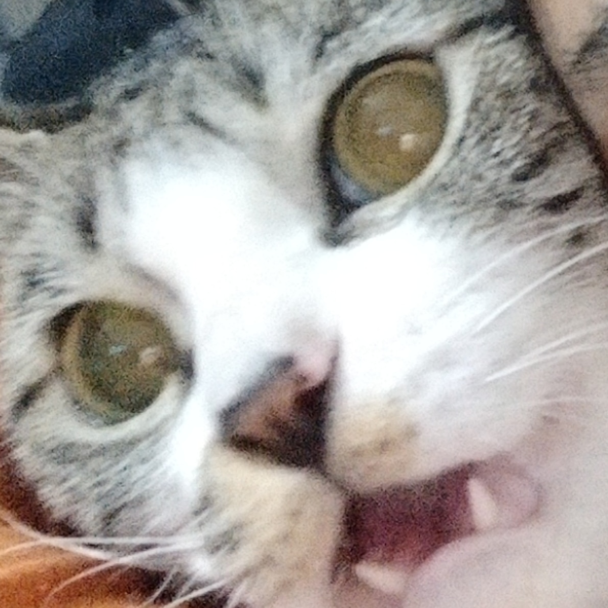 MeowAndMini1's tweet image. #meowandmini