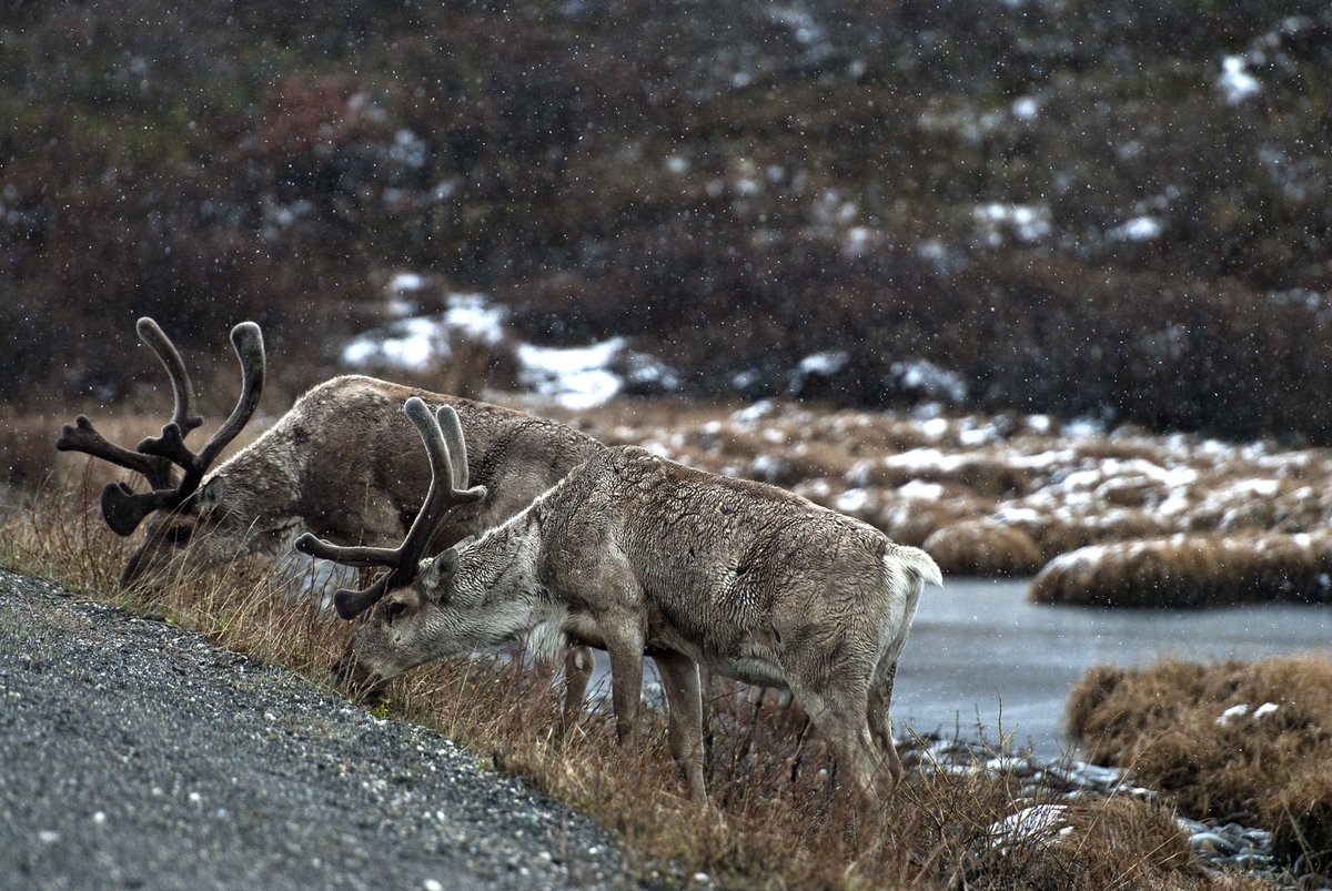 Two caribou near the park road on a snowy morning