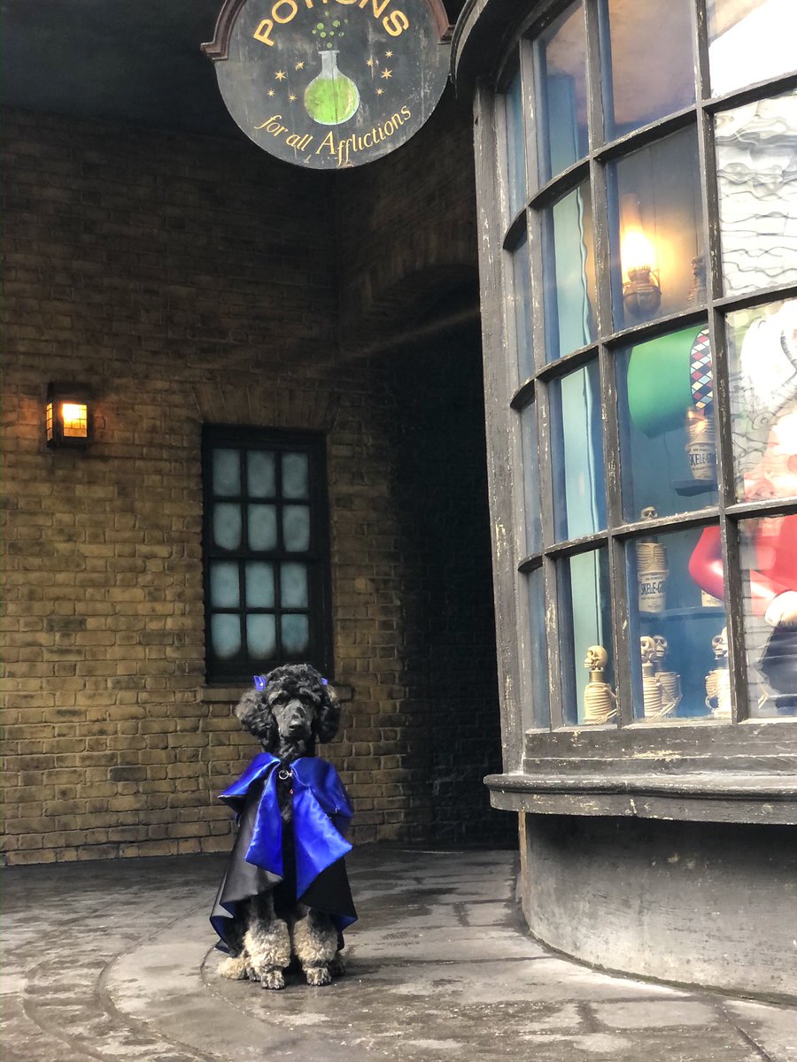 ShelbysSmiles's tweet photo. Magical day!! @UniversalORL @GMA @FoxNewsPhotos @BuzzFeed #servicedog #doodle https://t.co/MS0ibI5NxF