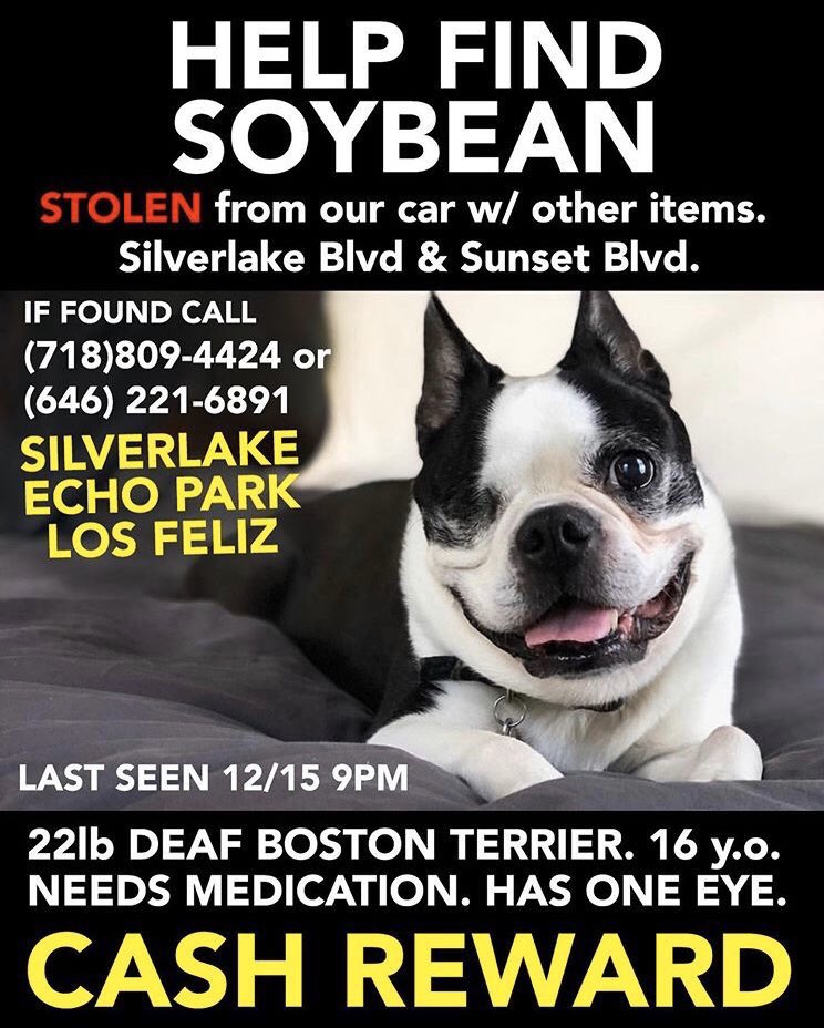 one eyed boston terrier