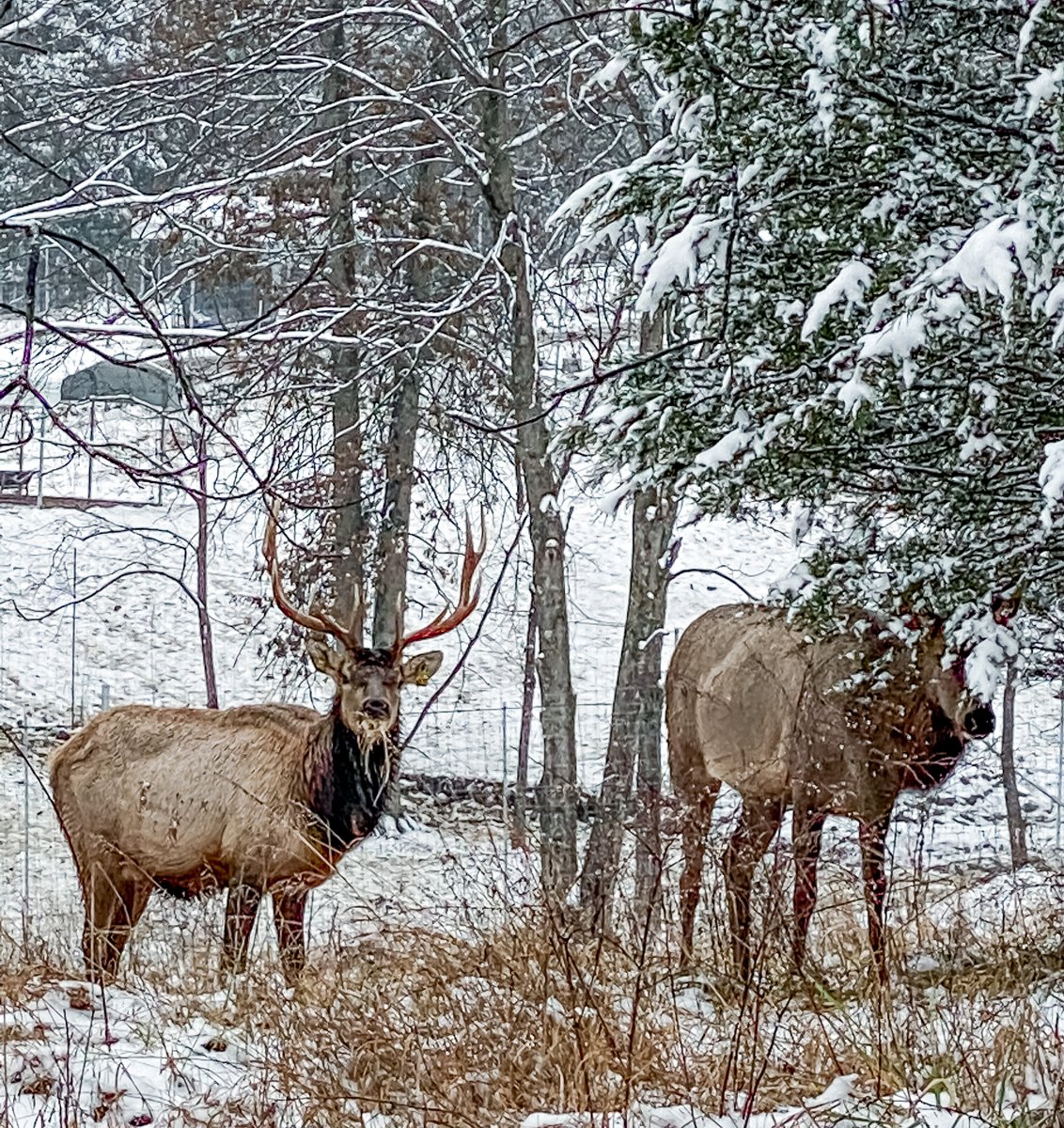 TonyStewart's tweet image. First snow of the season. Hidden Hollow is looking especially pretty today. Had a few visitors come out and play too.