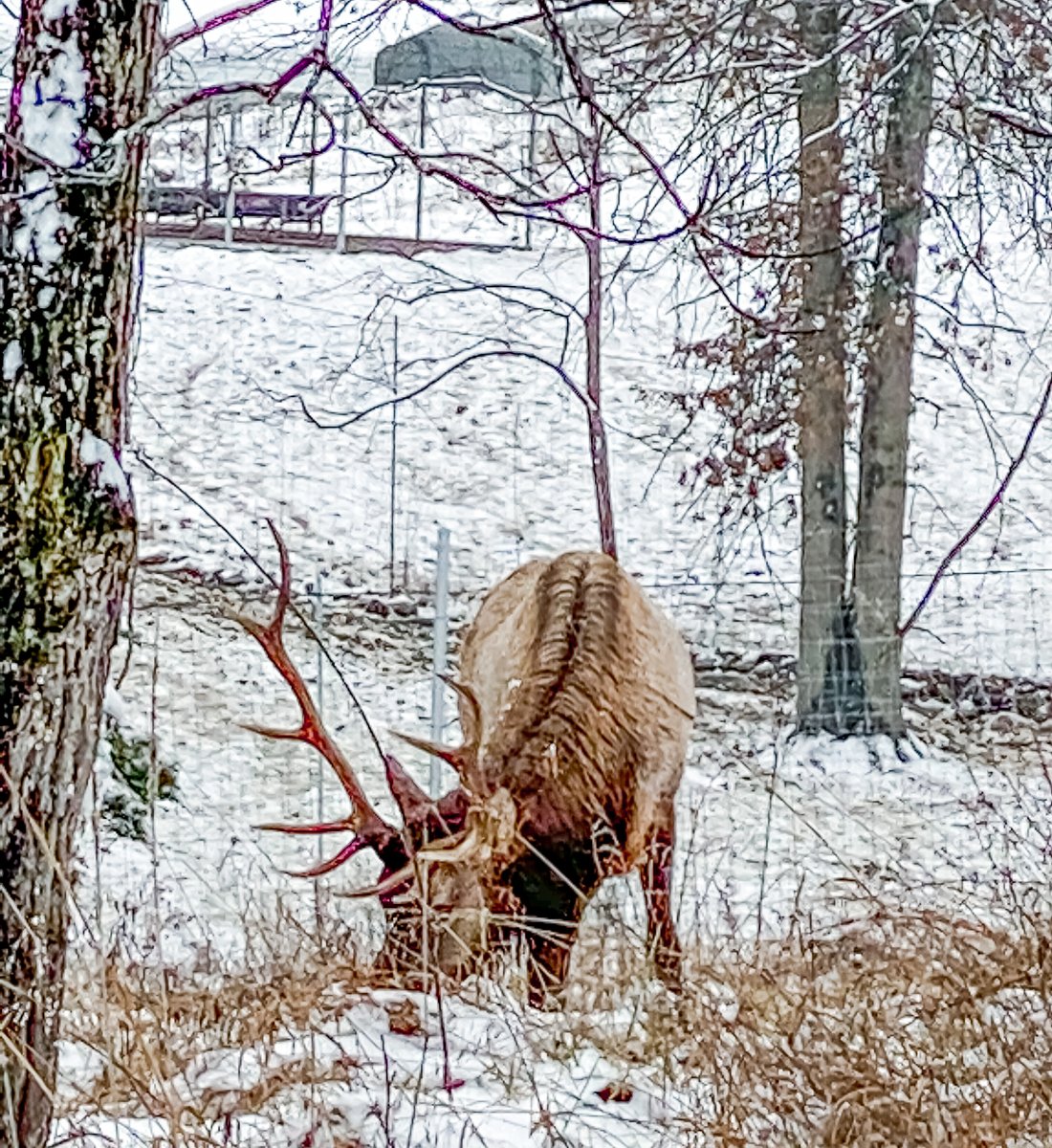 TonyStewart's tweet image. First snow of the season. Hidden Hollow is looking especially pretty today. Had a few visitors come out and play too.