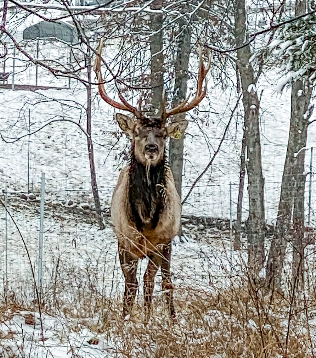 TonyStewart's tweet image. First snow of the season. Hidden Hollow is looking especially pretty today. Had a few visitors come out and play too.